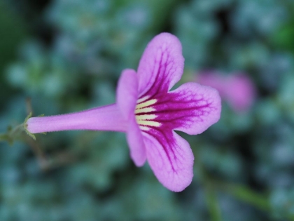 Picture of CAPE PRIMROSE