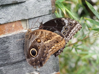 Picture of COUPLE