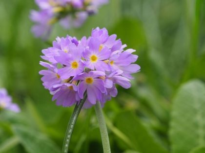 Picture of DRUMSTICK PRIMROSE