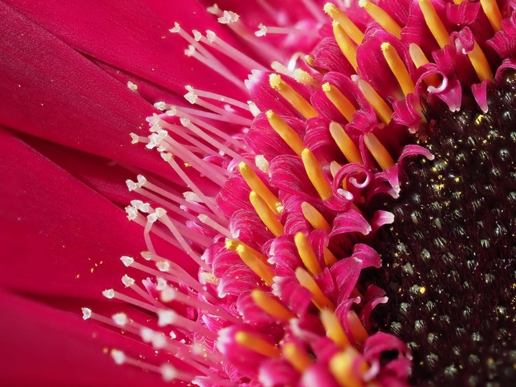 Picture of GERBERA CLOSEUP