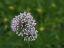 Picture of PRAIRIE ONION BUDS
