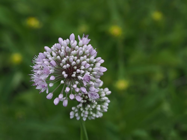 Picture of PRAIRIE ONION BUDS