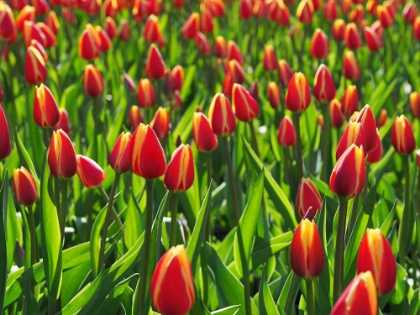 Picture of TULIP BACKGROUND