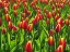 Picture of TULIP BACKGROUND