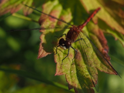 Picture of WHITE FACED MEADOWHAWK