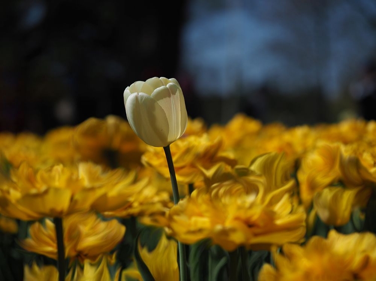 Picture of WHITE TULIP ON A BED OF FIRE