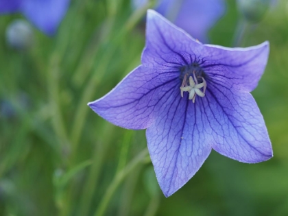 Picture of BALLOON FLOWER