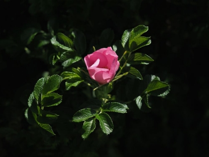 Picture of BEACH ROSE