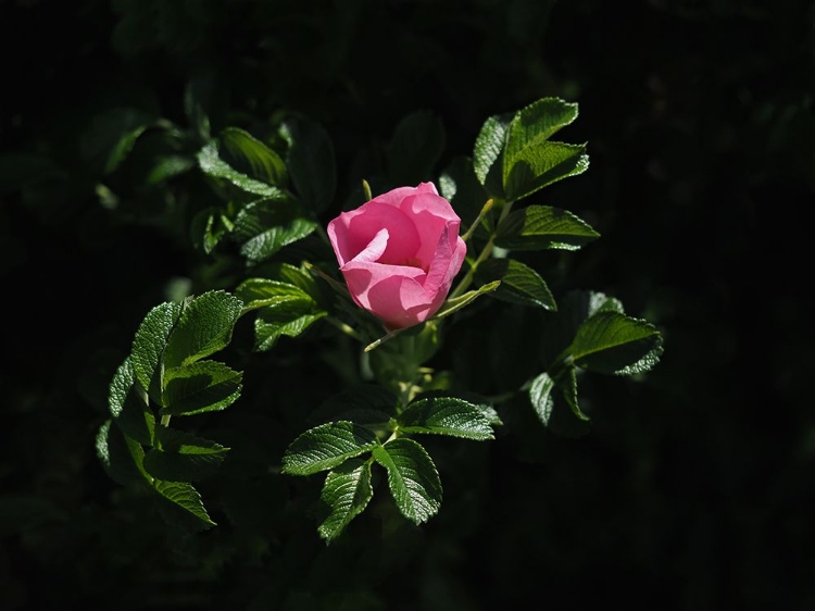 Picture of BEACH ROSE
