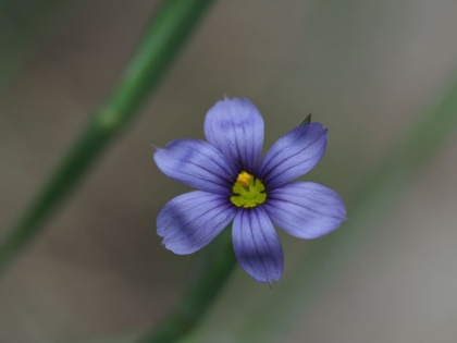 Picture of BLUE EYED GRASS