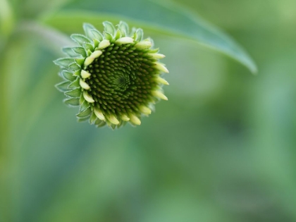Picture of CONEFLOWER BUD
