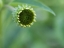 Picture of CONEFLOWER BUD