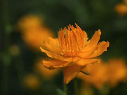 Picture of GLOBEFLOWER