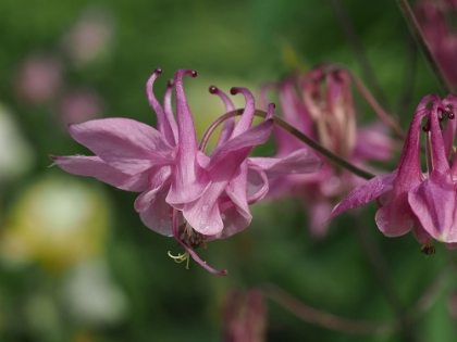 Picture of GRANNYS BONNET