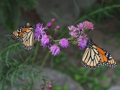Picture of MONARCH BUTTERFLIES