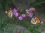 Picture of MONARCH BUTTERFLIES