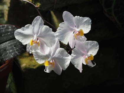 Picture of MOON ORCHID