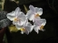 Picture of MOON ORCHID