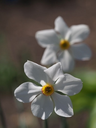 Picture of POETS DAFFODIL