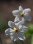 Picture of POETS DAFFODIL