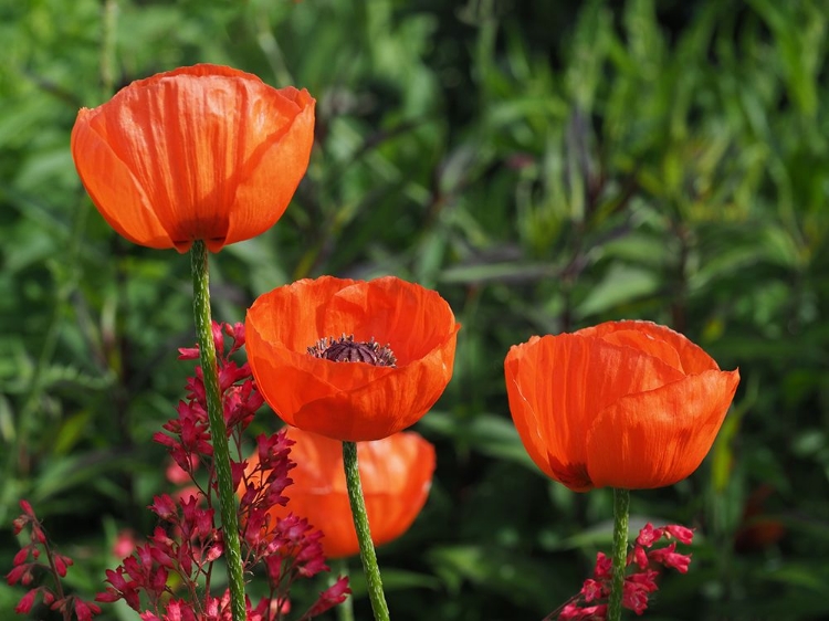 Picture of POPPIES