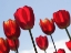 Picture of RED TULIPS