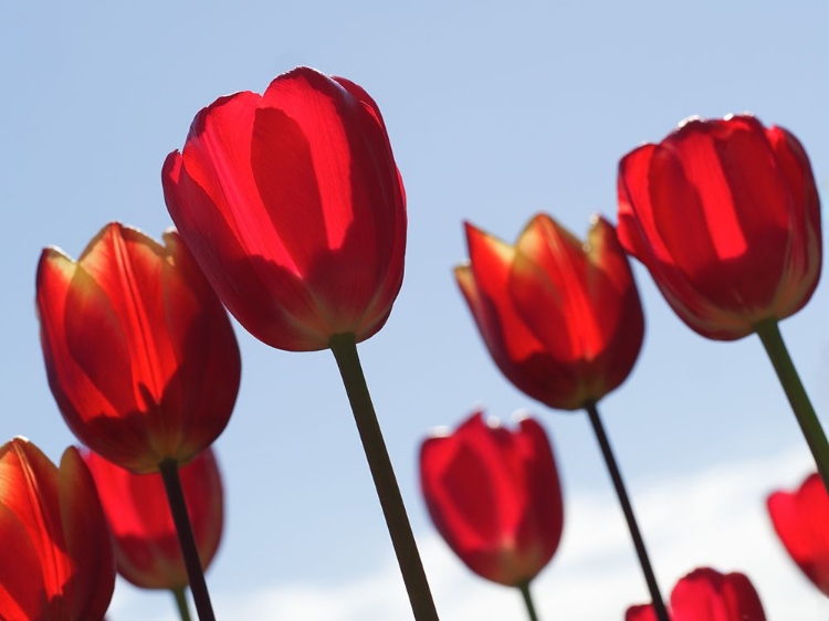 Picture of RED TULIPS