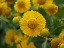 Picture of SNEEZEWEED