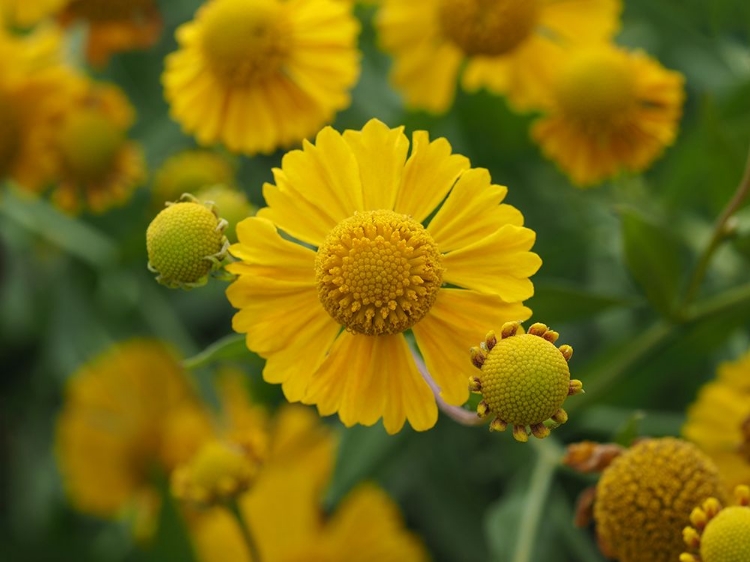 Picture of SNEEZEWEED
