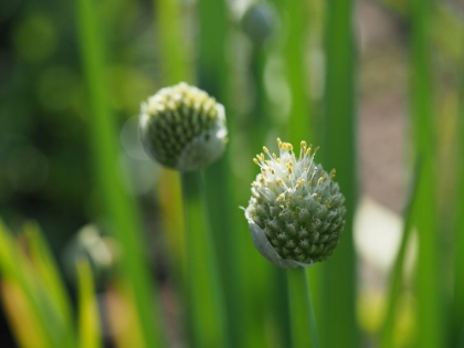 Picture of WELSH ONION