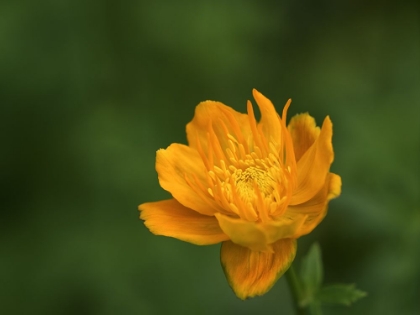Picture of ASIAN GLOBEFLOWER
