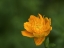 Picture of ASIAN GLOBEFLOWER