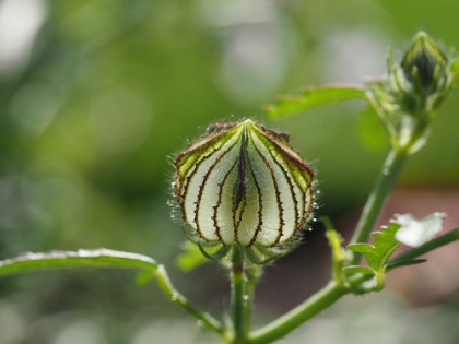 Picture of FLOWER OF AN HOUR BUD