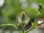 Picture of FLOWER OF AN HOUR BUD