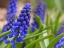 Picture of GRAPE HYACINTH