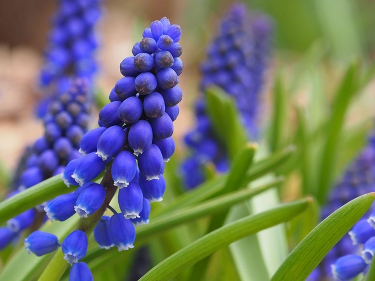 Picture of GRAPE HYACINTH