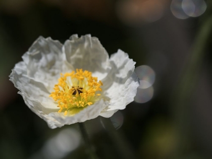 Picture of ICELAND POPPY