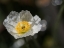 Picture of ICELAND POPPY