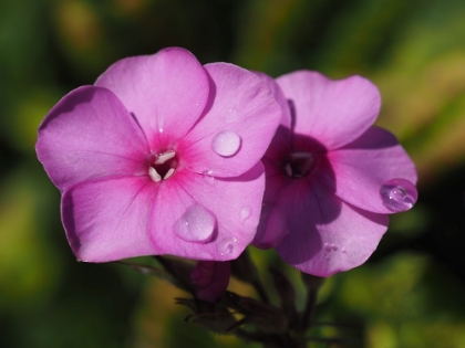 Picture of PHLOX