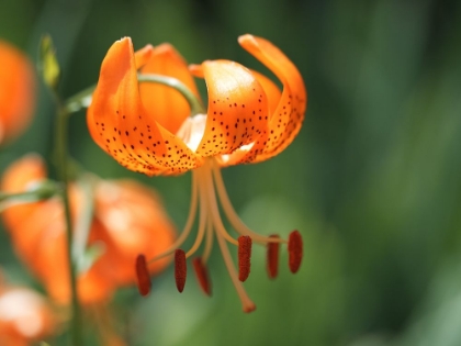 Picture of TIGER LILY