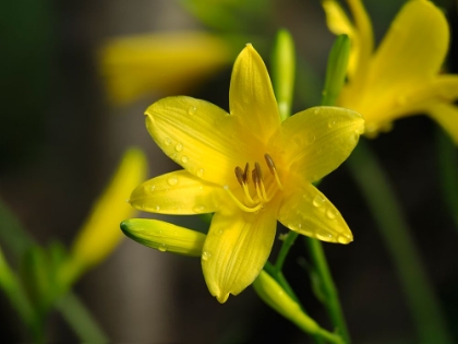 Picture of YELLOW DAYLILY