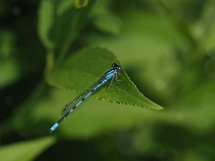 Picture of BLUE DAMSELFLY