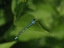 Picture of BLUE DAMSELFLY