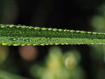 Picture of DEW ON LEAF