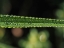 Picture of DEW ON LEAF