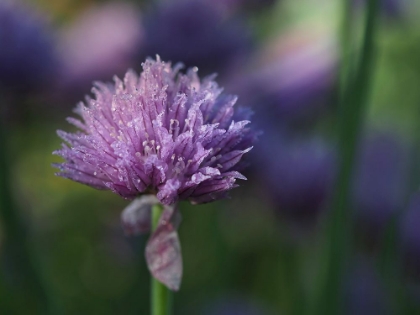 Picture of DEWY CHIVE