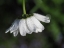 Picture of DEWY DAISY