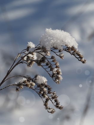 Picture of FROSTED TWIG