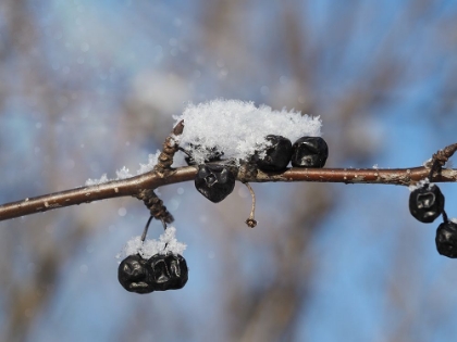 Picture of FROSTED WILD BERRIES
