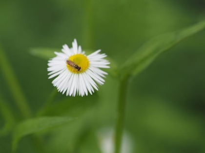 Picture of HOVERFLY ON FLEABANE